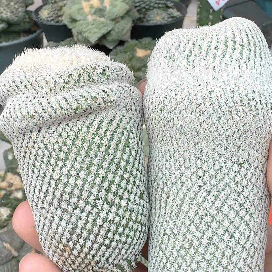 【闪购商品】文***R两颗小人帽