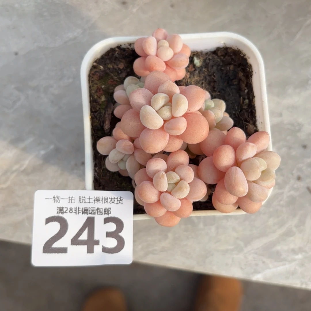 鱼子酱老桩无盆土发货