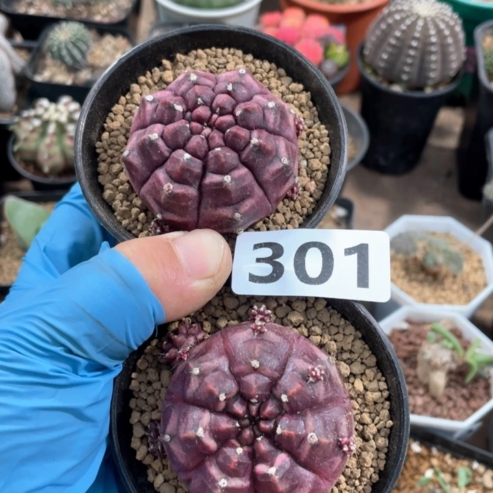 C****.301紫色梦想2颗