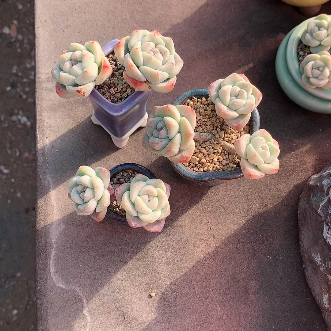 一物一拍，冰玉老庄3颗带盆