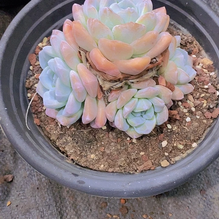 爱***鱼冰玉大群多肉植物
