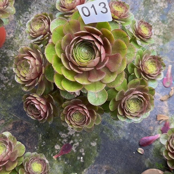 000000000000013万拉丝