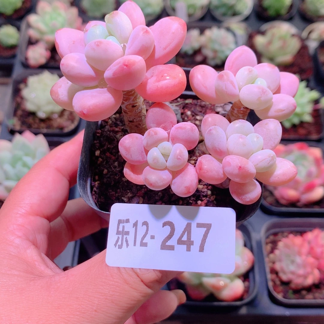 乐然12-247 洛神群