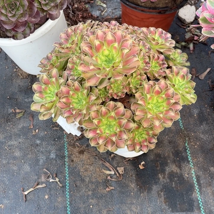 218号精品法师韶华