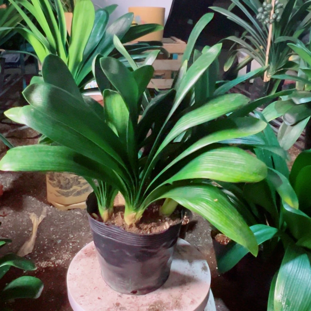 当前无花栽培后可以开花群兰