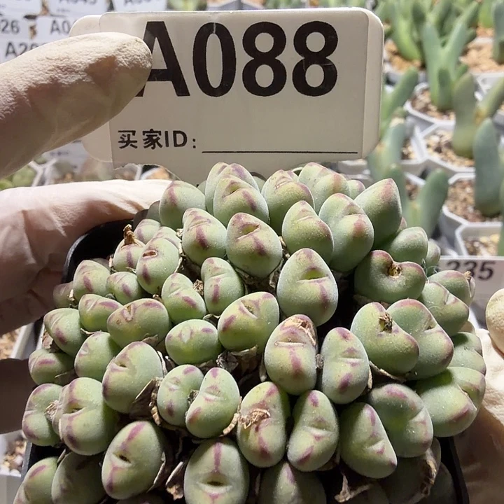 088。满38包邮肉锥