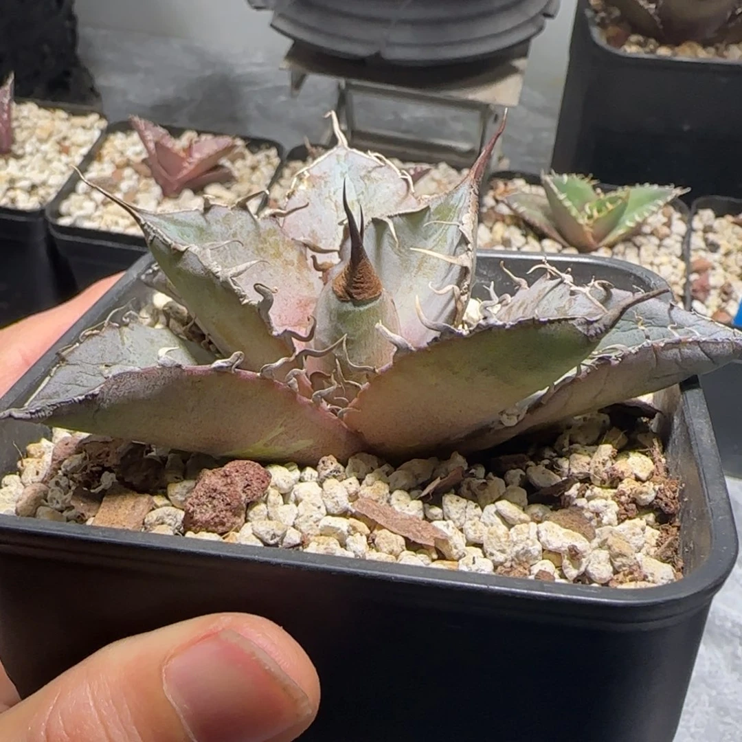 实生仁王冠龙舌兰9