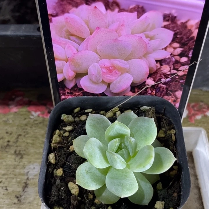 上盆干冰一个多肉