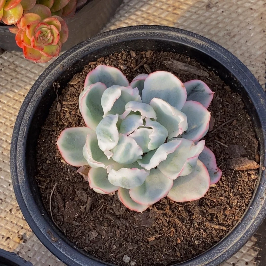 日***心48包邮一物一拍多肉