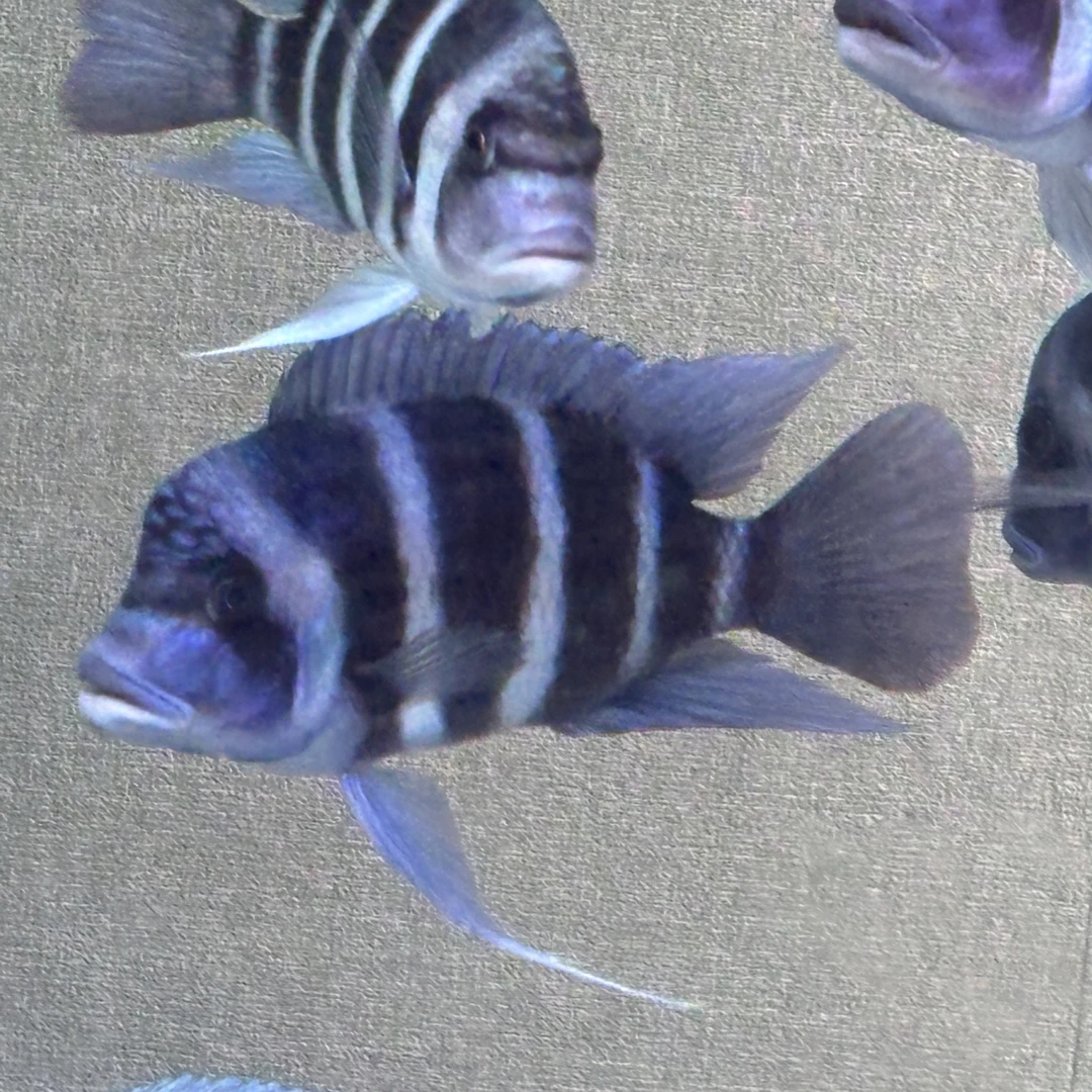 塔普拉三湖萨伊蓝鱼非洲坦湖进口野生萨依蓝六间鱼好饲养好混养
