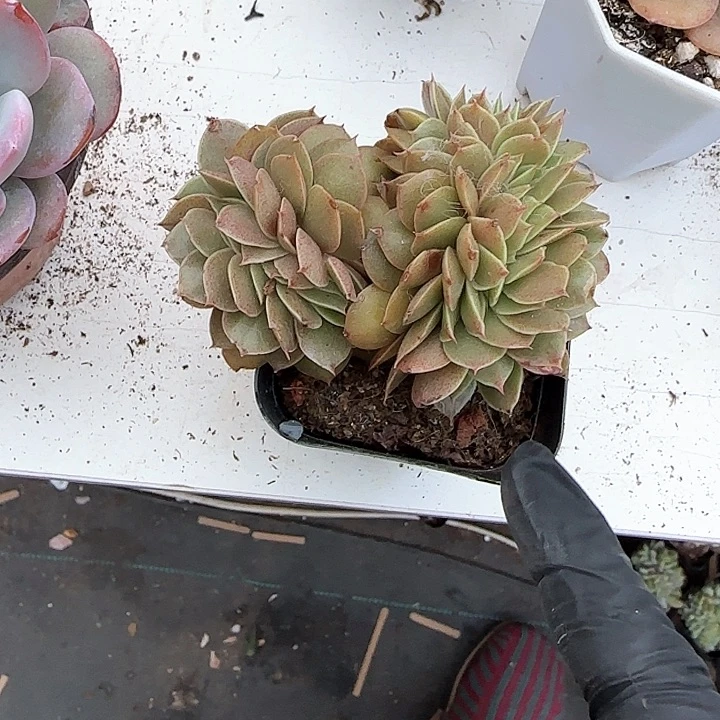 青蛙王子儿童牙膏111