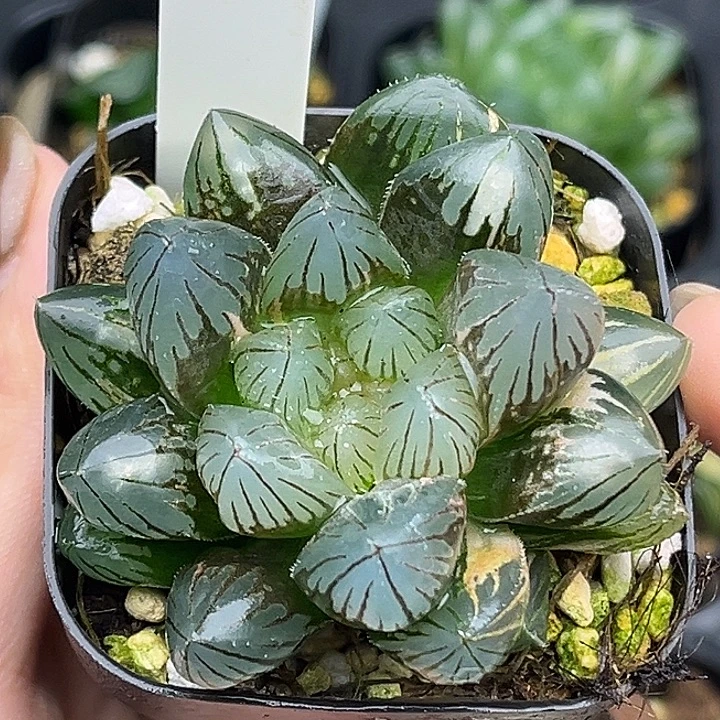 76变异龙爪玉露锦