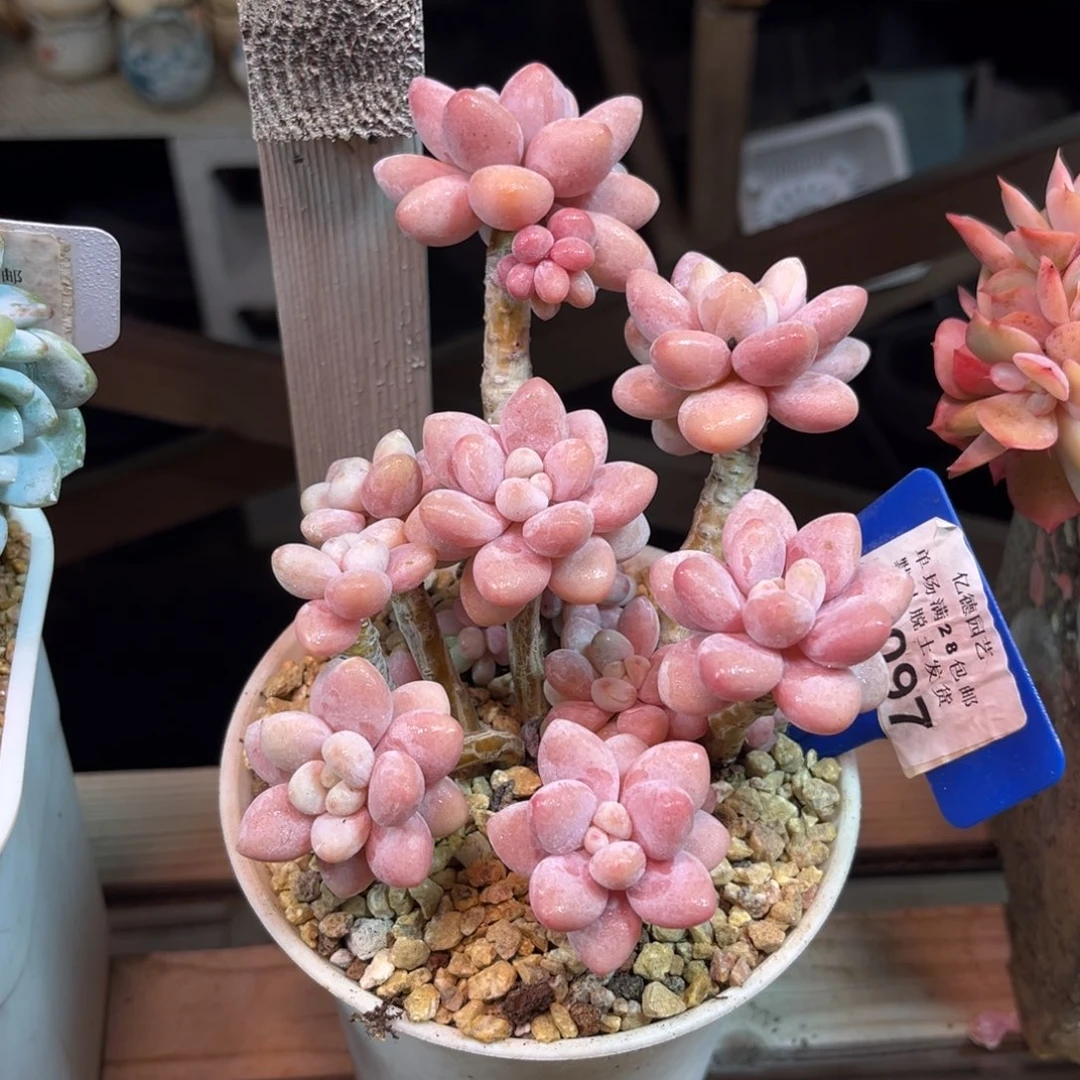 樱花粉洛神多肉植物duibun