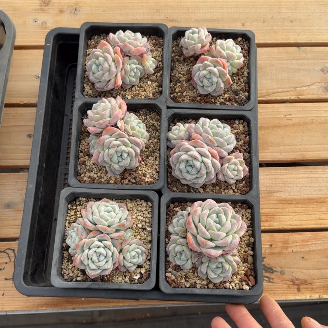 6颗一起一物一拍的