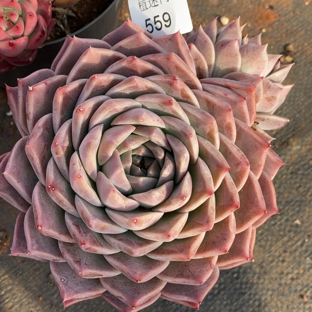 呼*杂交精品多肉559