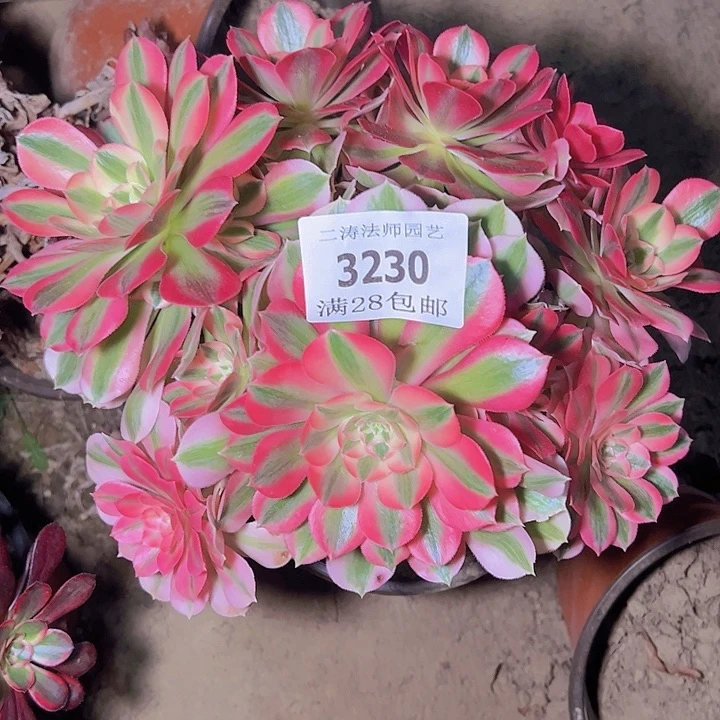 梅**乡3230粉女巫多肉植物歪桩2号