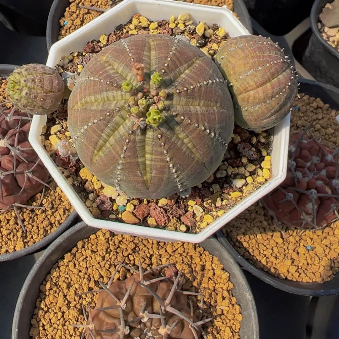 自根布纹球群生多肉