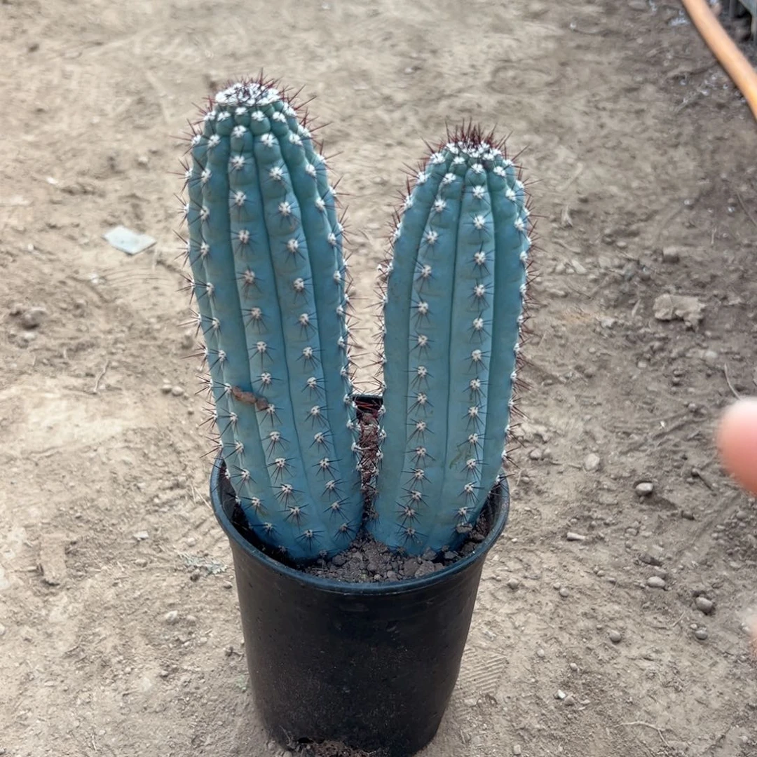 叫***孃零零落落 零零落落