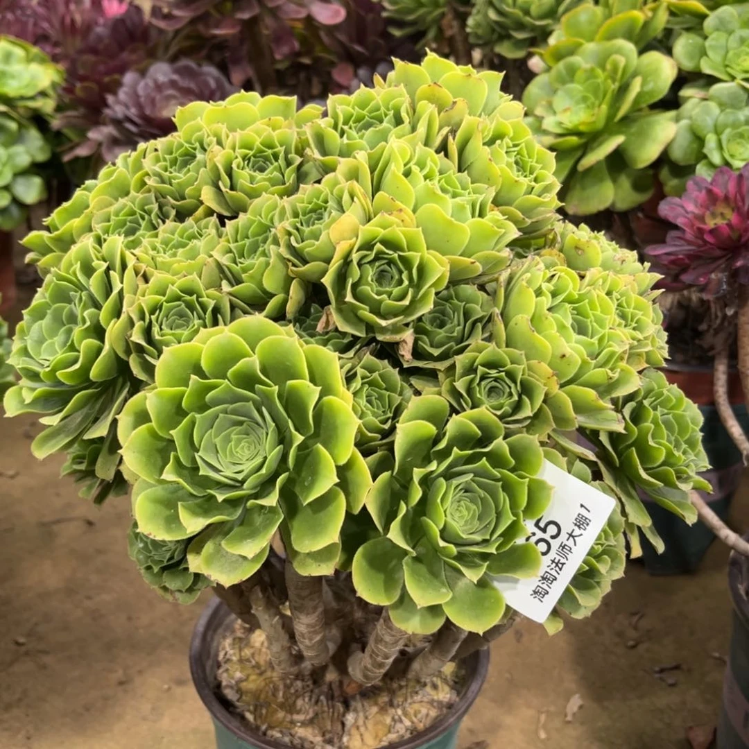 565绿羊绒丛林多肉植物法师