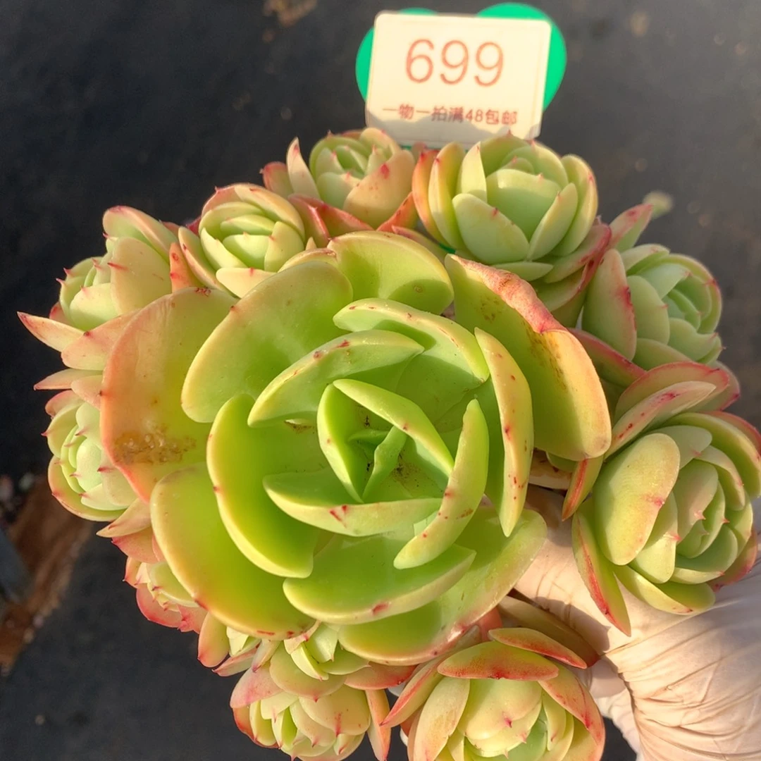 鸡蛋碧桃无砍捧花699