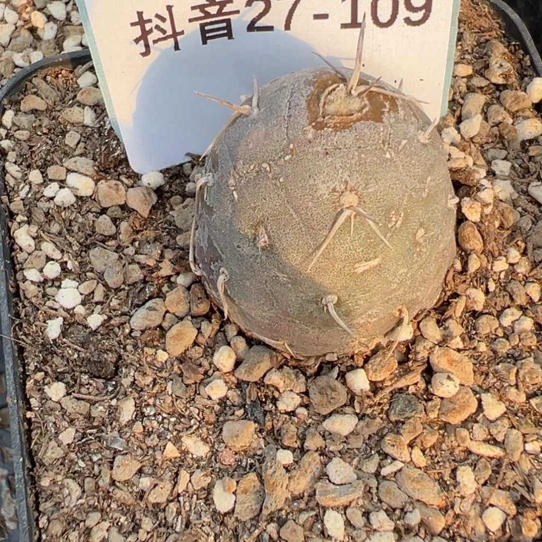 27-109习志野多肉植物