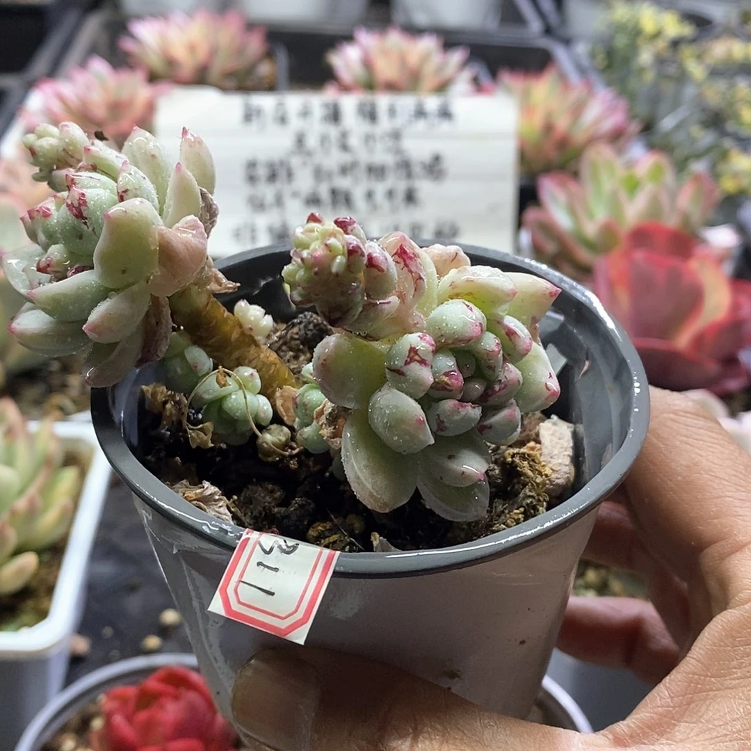 2311相思锦多肉植物