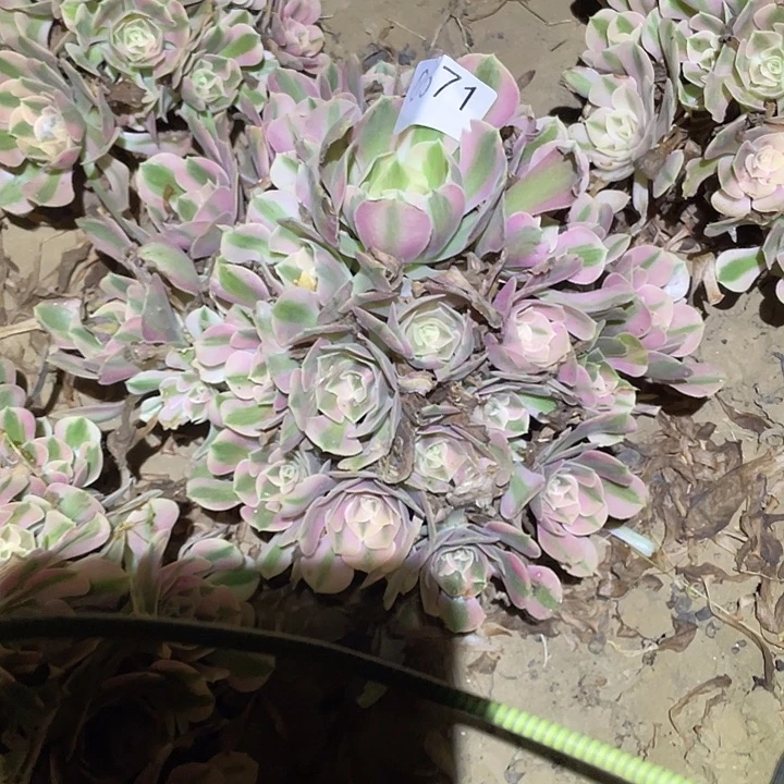 多肉植物法师571女巫