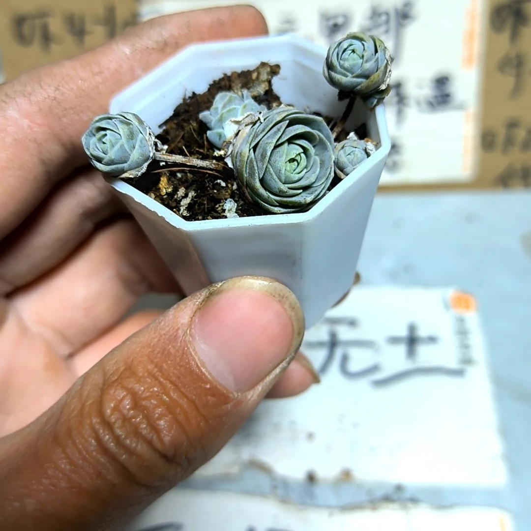 满6元包邮，子持莲华八角盆小多头