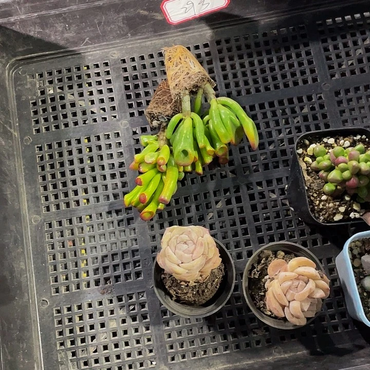 楠**࿐29号筐带盆土发货