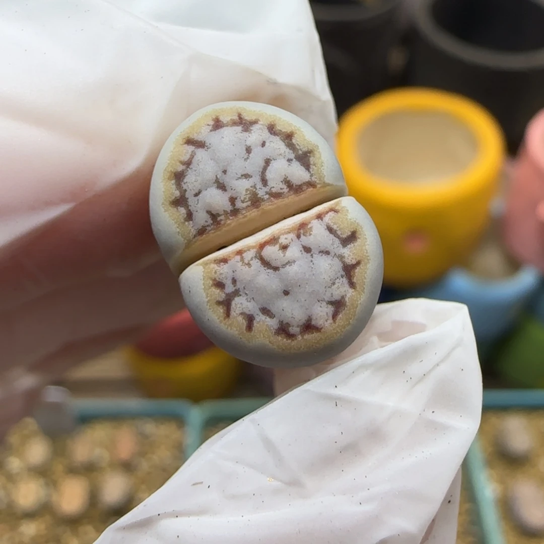 12.2.1621.6糖霜饼干.9034尺寸1.4cm