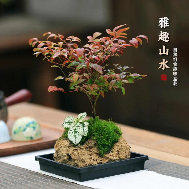 一物一拍吸水石盆景室内绿植盆栽创意情绪可水养