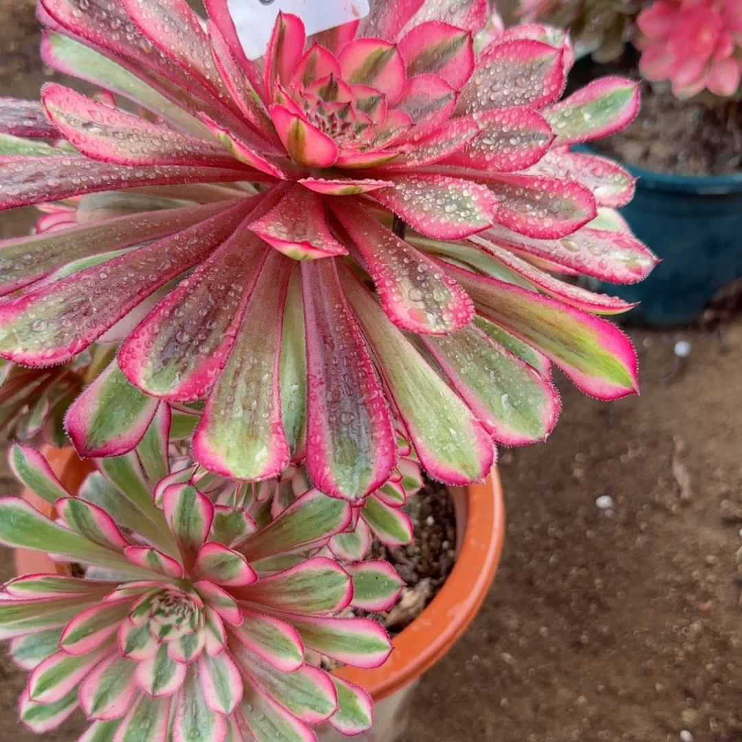 白月光法师多肉855