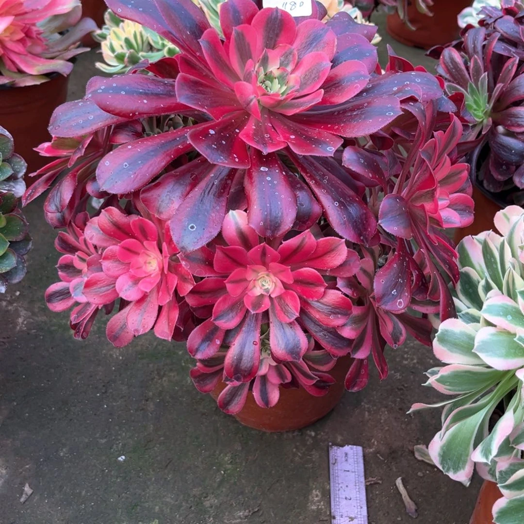 多肉植物美杜莎1180