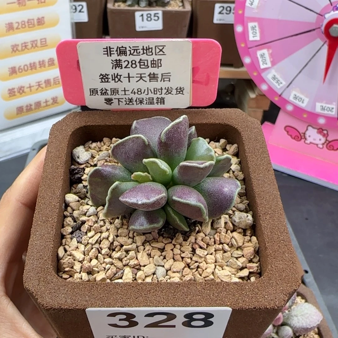 328紫肌库博多肉植物