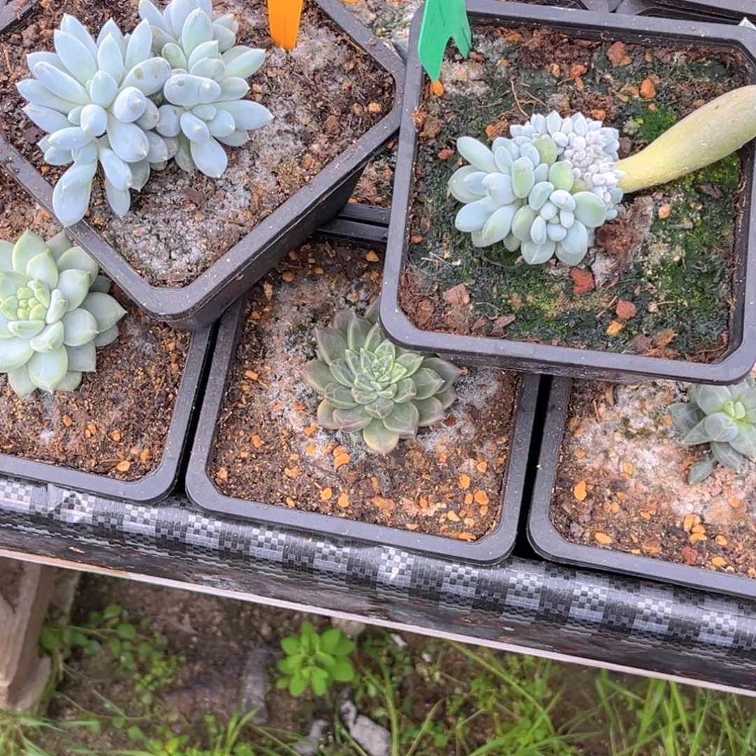 心***动52521.0743号早上多肉植物群生