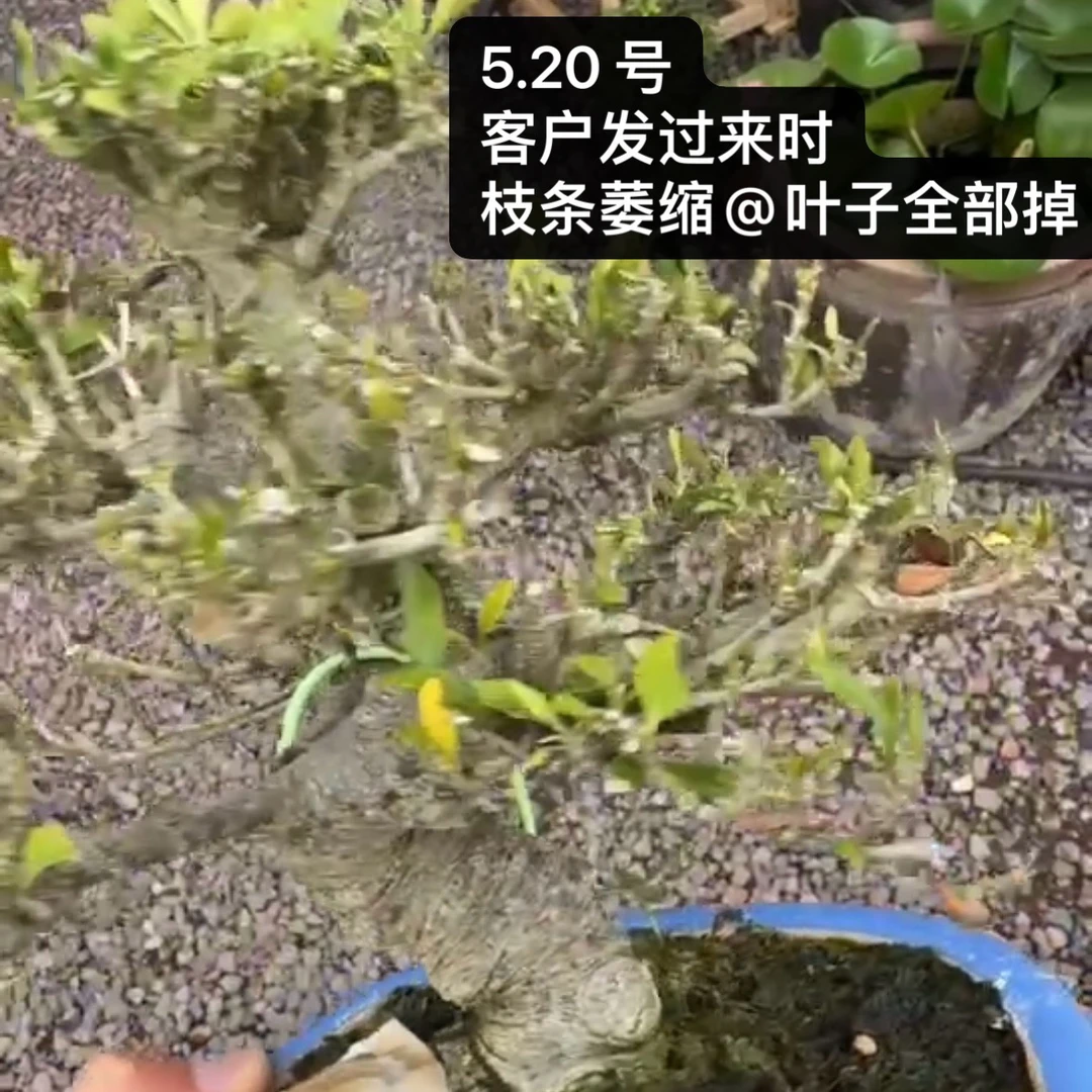 中小盆景急救箱保湿透气养护根系加高盆景保湿补水抢救盒子透气