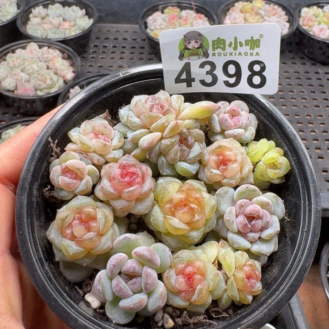多肉植物多肉植物