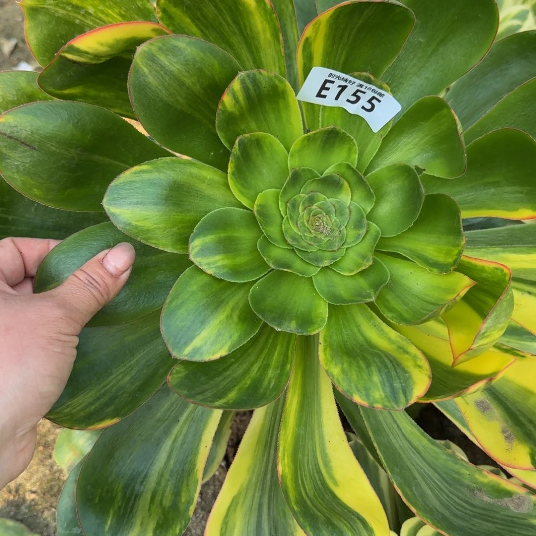 135燕姿七彩。多肉植物