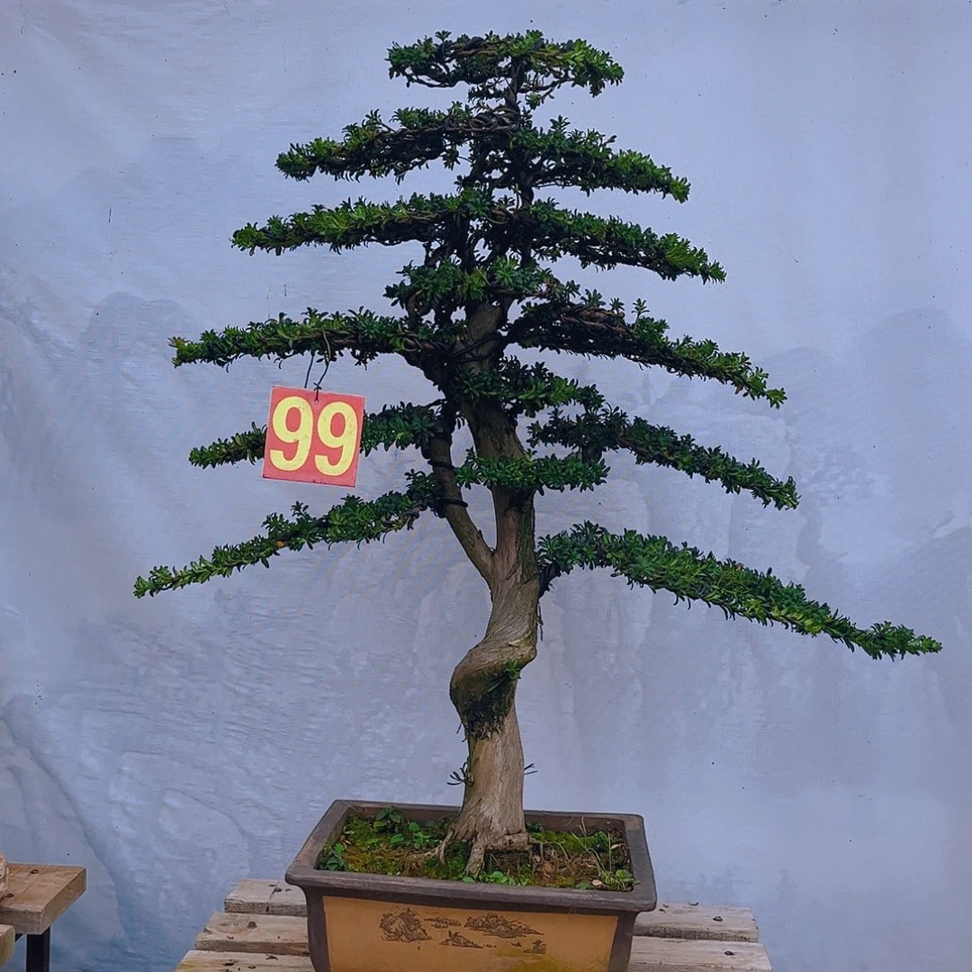 饮***北无花朵老桩老盆罗汉松