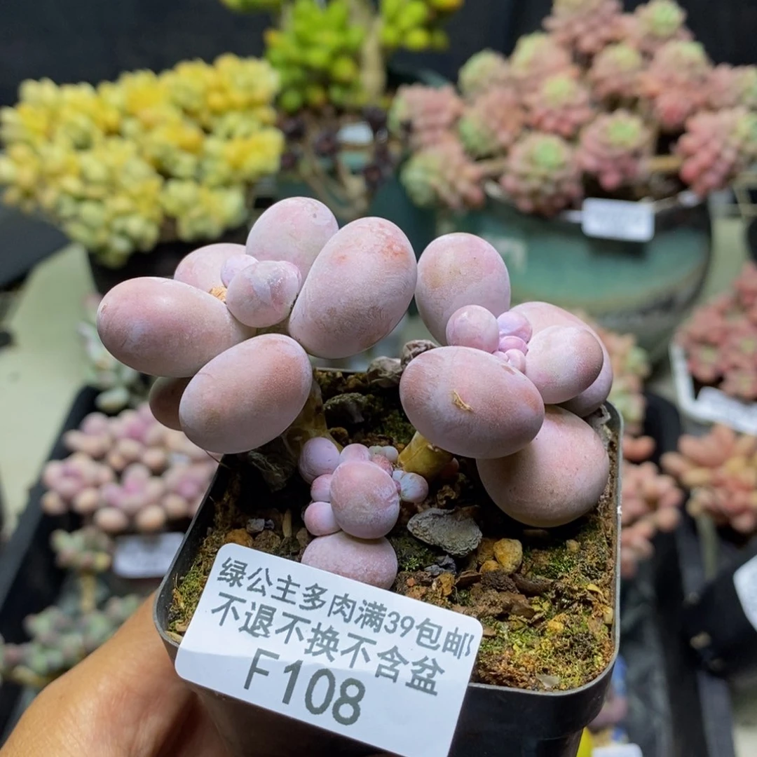 108芭比奶多肉7c m