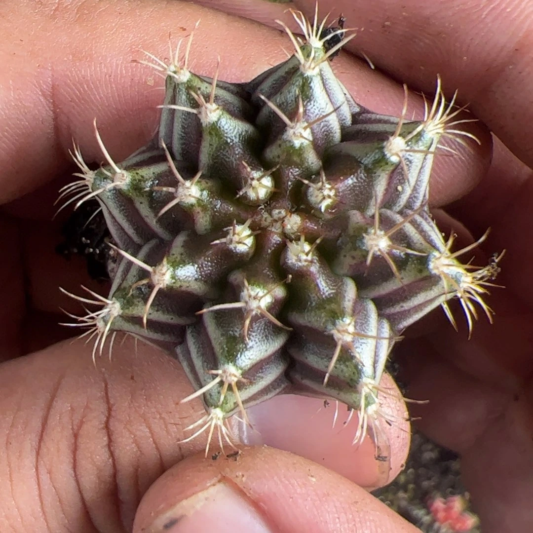 当前无花栽培后可以开花米哈一物一拍