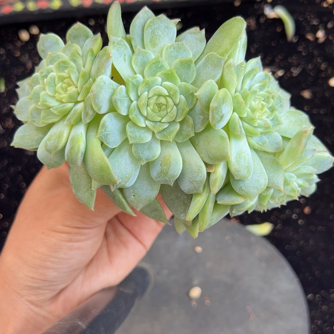 新年快乐啊宝宝生日快乐