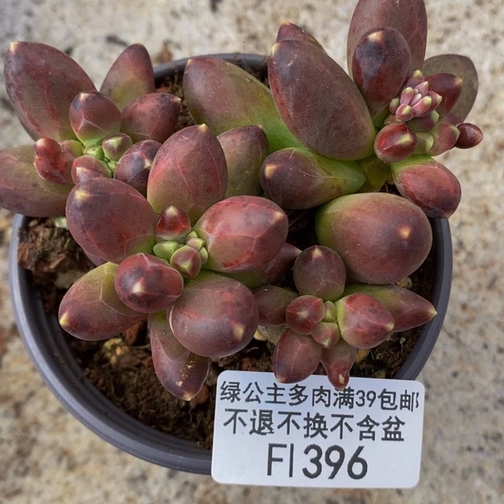 香蕉树老桩会掉叶396多肉植物