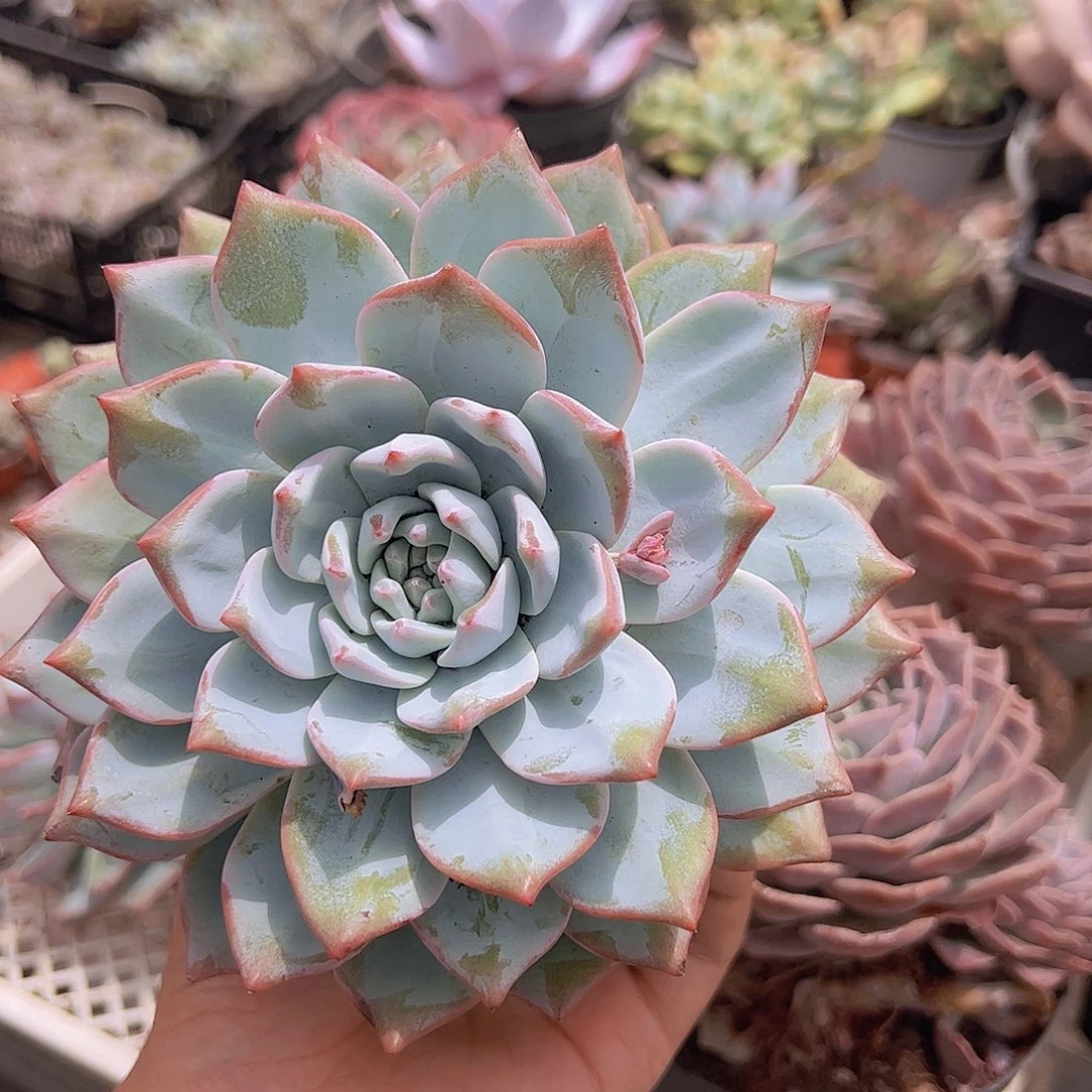 粉蓝鸟大单头精品多肉