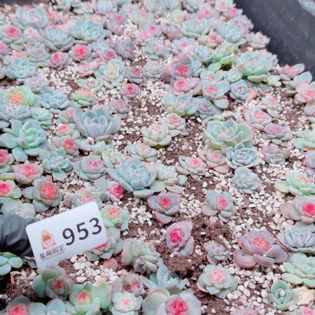 度***多肉植物多肉植物