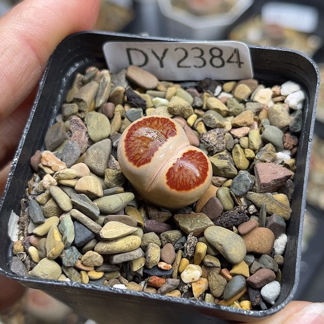 一物一拍红窗菊2384