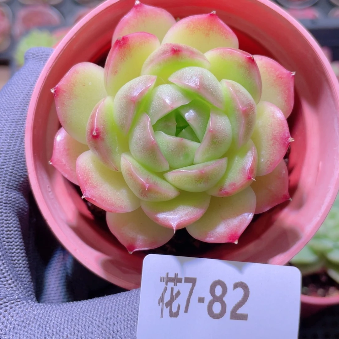 花利美 7-82麦秆