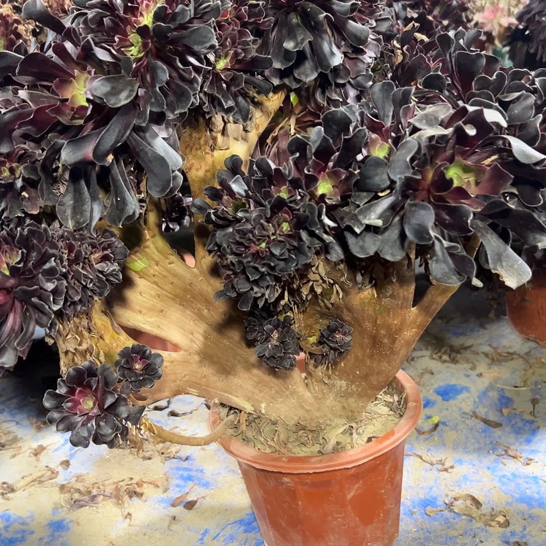 多肉植物欧子缀花313