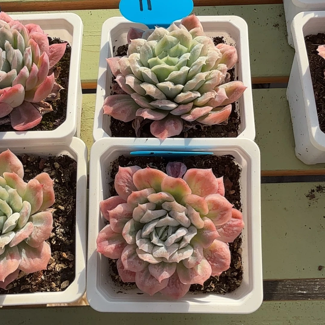 别***吵泡泡纱裙两颗锦上园艺一物一拍