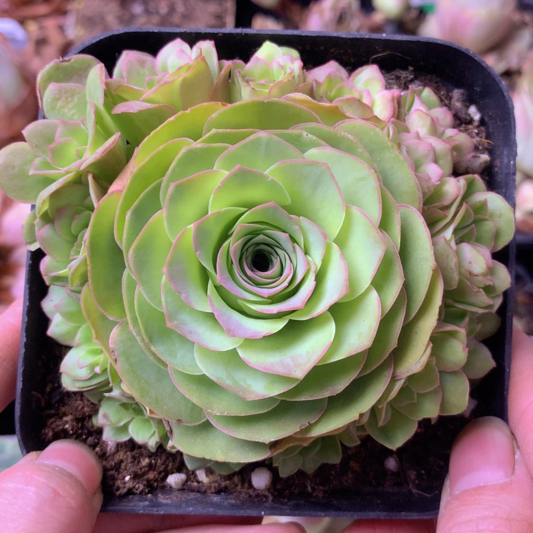 一物一拍星辰梓鸳350